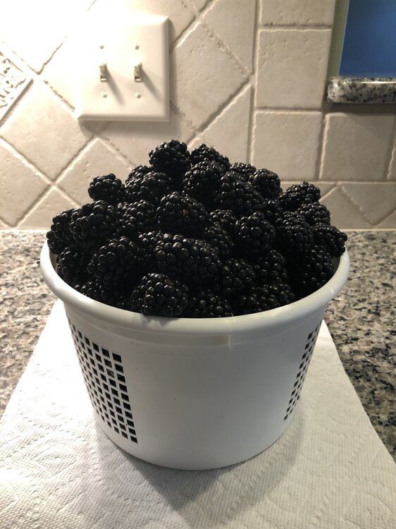 Blackberries - 713-22.JPG