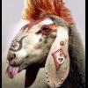 punk sheep